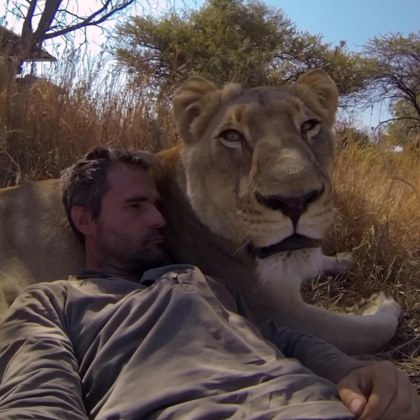 GoPro: Lions - The New Endangered Species?